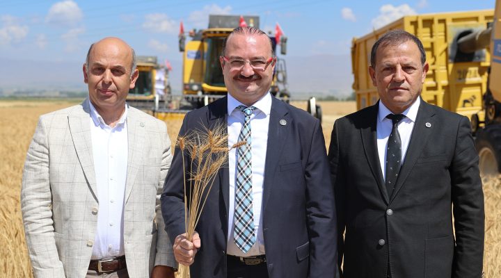 ATAÜNİ’DE BUĞDAYLAR BAŞAK VERDİ! HASAT BAŞLADI