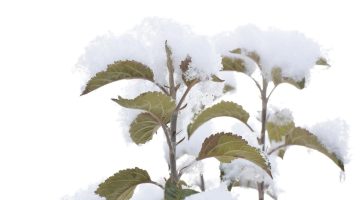 FOTO MUHABERİ BAKIRCI’NIN OBJEKTİFİNE TAKILAN KAR MANZARALARI