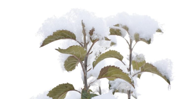 FOTO MUHABERİ BAKIRCI’NIN OBJEKTİFİNE TAKILAN KAR MANZARALARI