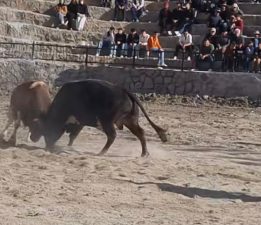 BOĞALAR ARENAYA ÇIKTI!