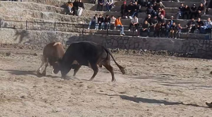 BOĞALAR ARENAYA ÇIKTI!